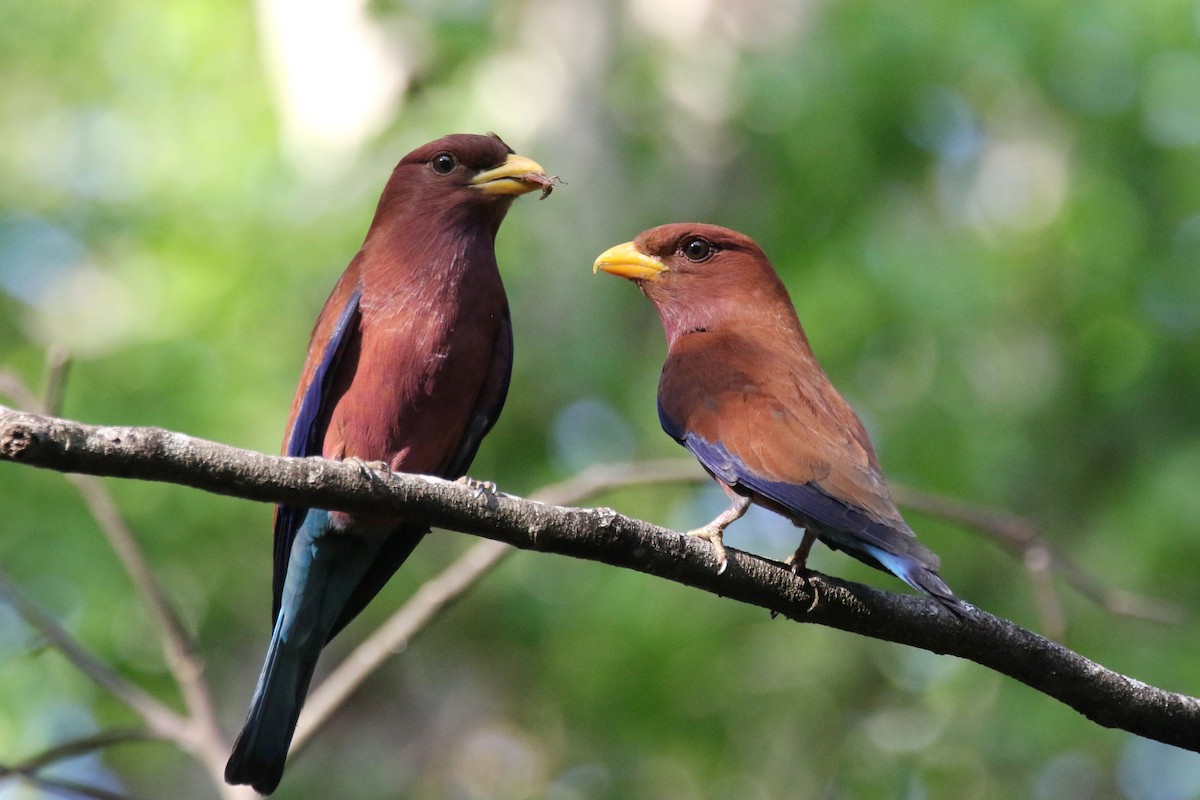 Broad-billed Roller (Madagascar) - eBird