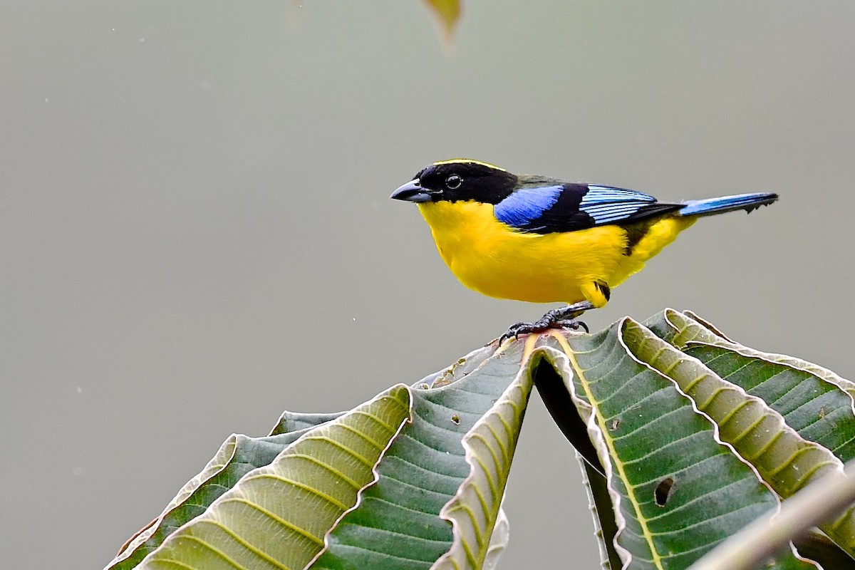 Blue-winged Mountain Tanager - ML142632241