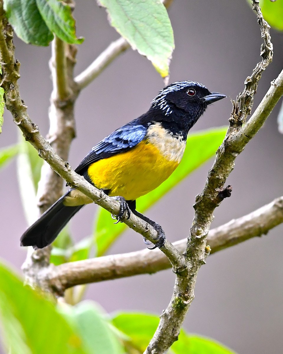Buff-breasted Mountain Tanager (Buff-breasted) - Gerald Friesen