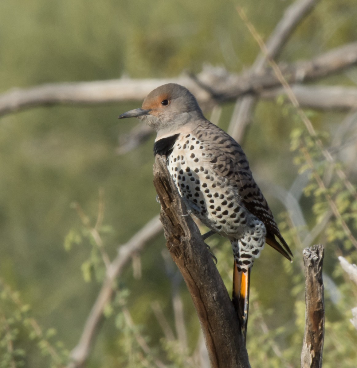 Northern Flicker (Red-shafted) - ML142634741