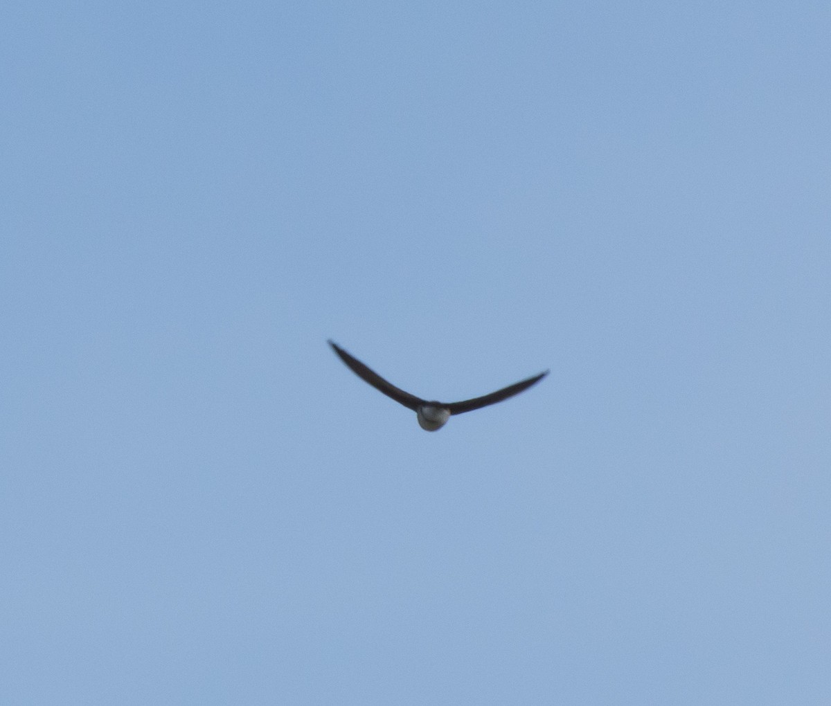 Northern Rough-winged Swallow - ML142634981