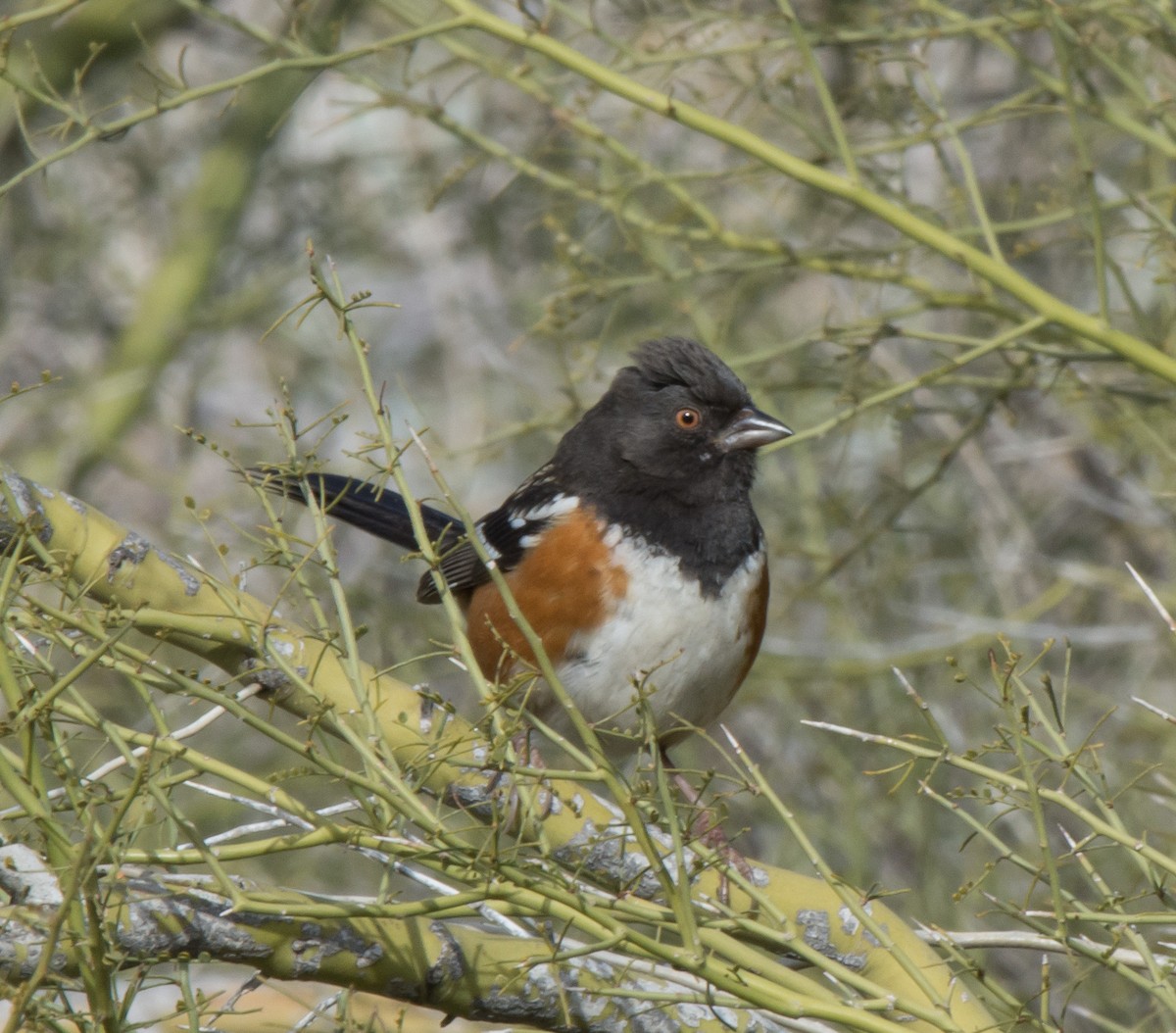 Spotted Towhee - ML142635241
