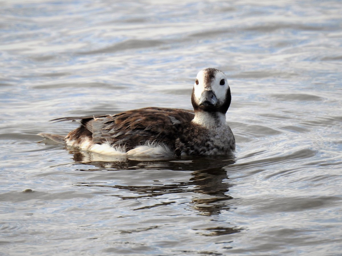 Long-tailed Duck - ML142635331