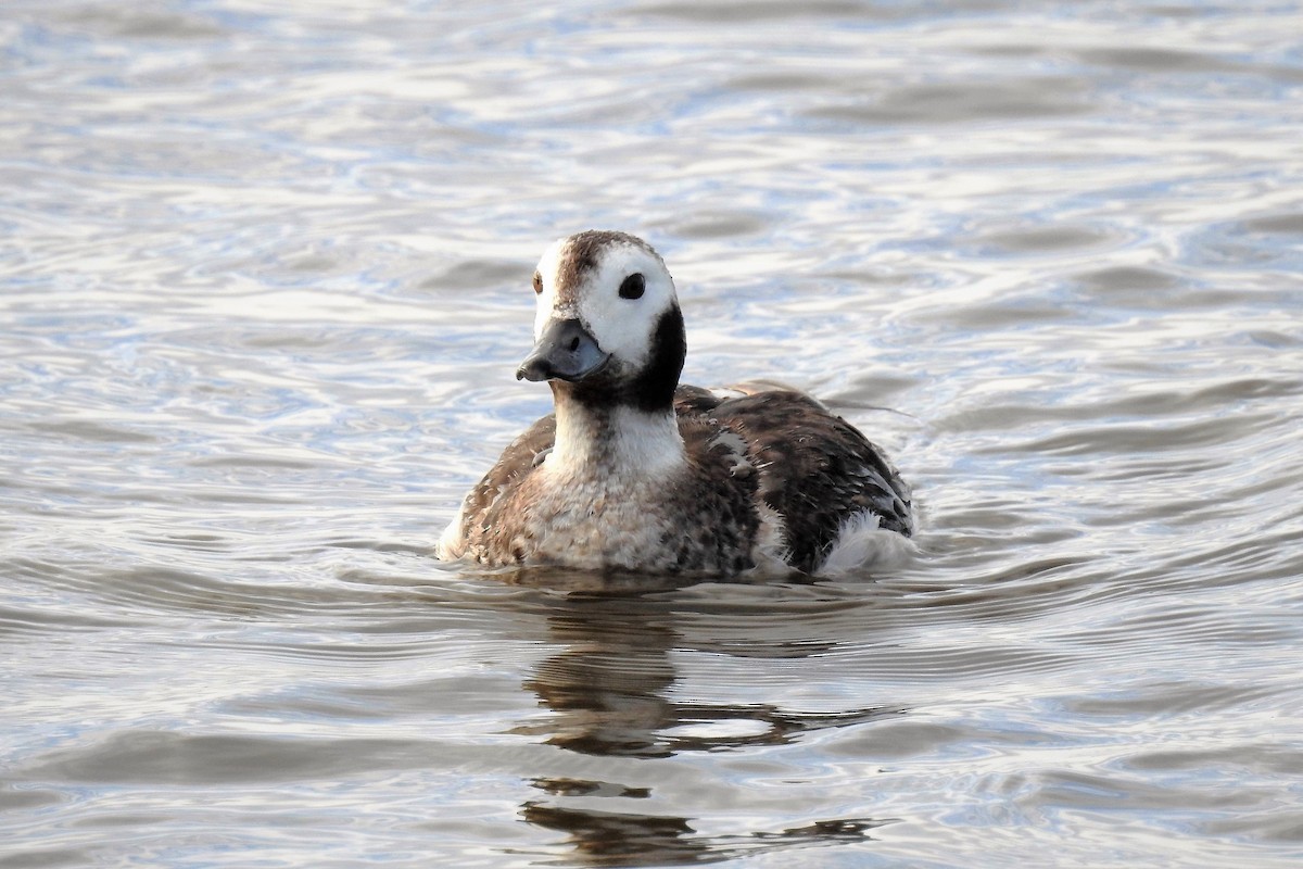 Long-tailed Duck - ML142635341