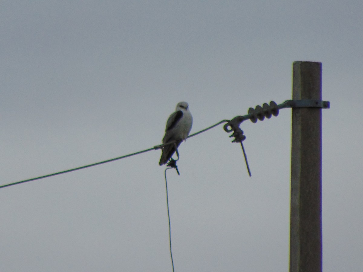 White-tailed Kite - ML142636221