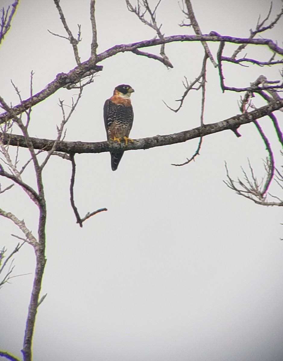 Orange-breasted Falcon - Julio  Hernandez