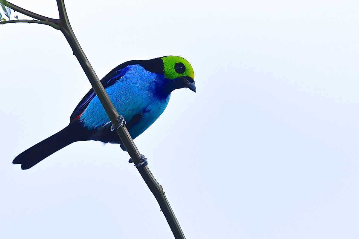 Paradise Tanager - ML142641121