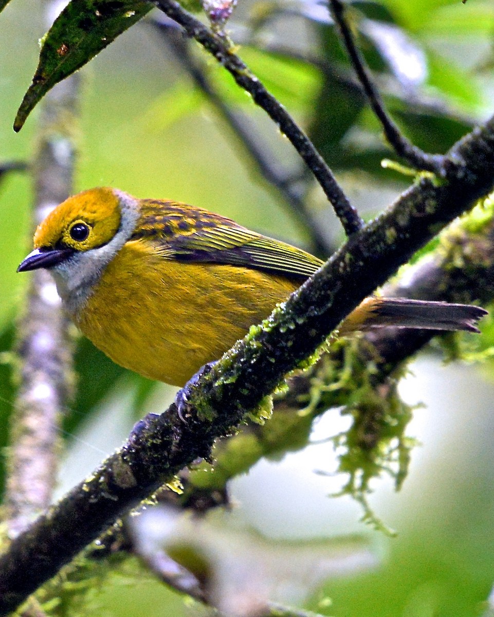 Silver-throated Tanager - ML142643071