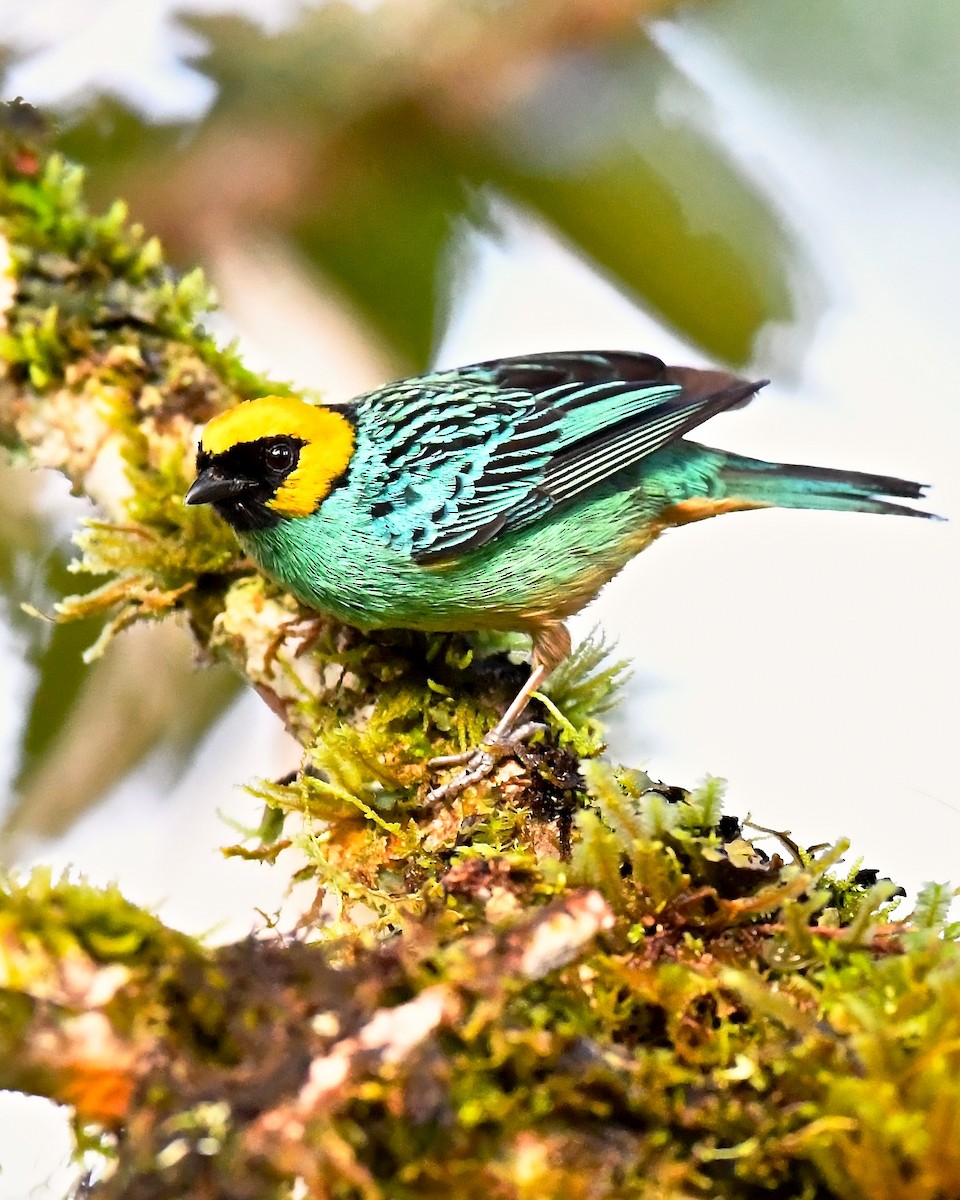 Saffron-crowned Tanager - ML142643261
