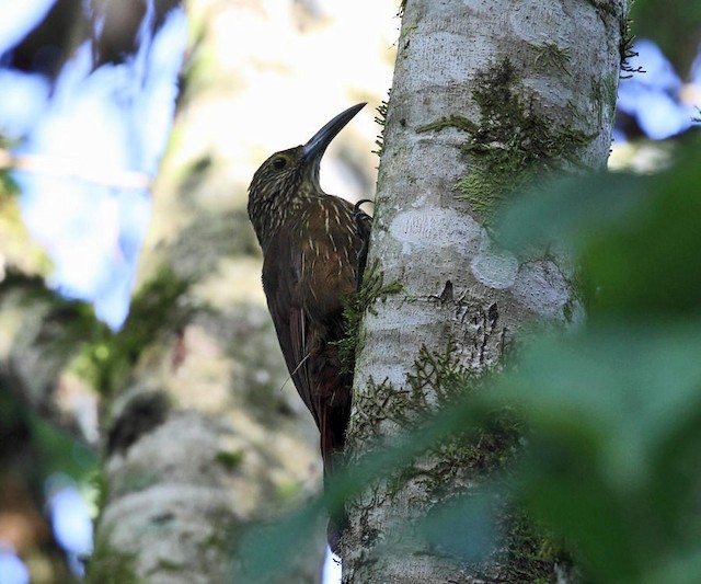 Strong-billed Woodcreeper - ML142645611
