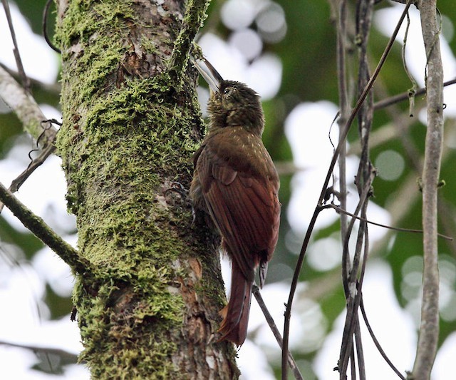 Spotted Woodcreeper - ML142645701