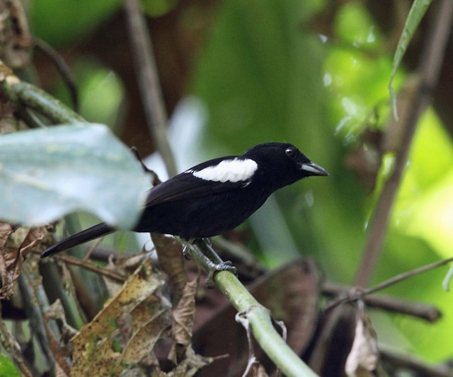 White-shouldered Tanager - ML142646901