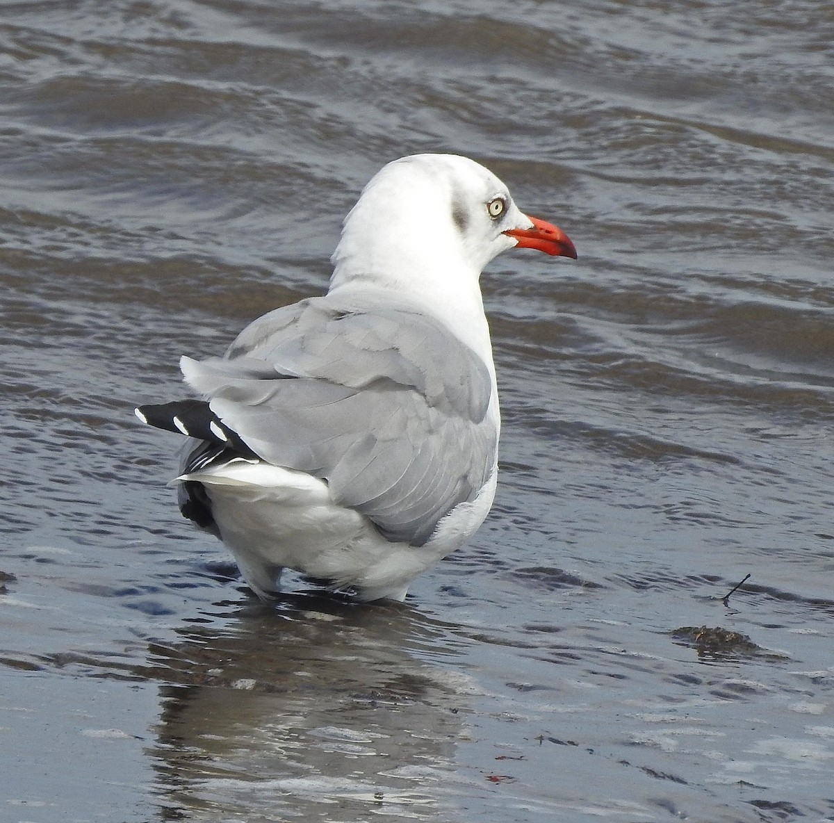 Gray-hooded Gull - Hugo Hulsberg
