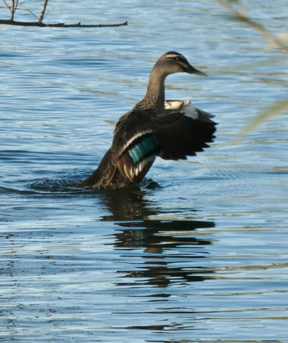 Mallard x Pacific Black Duck (hybrid) - Janet Burton