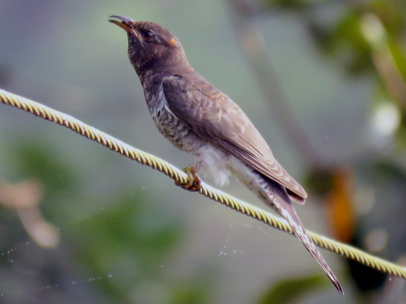 Gray-bellied Cuckoo - Antonio Xeira