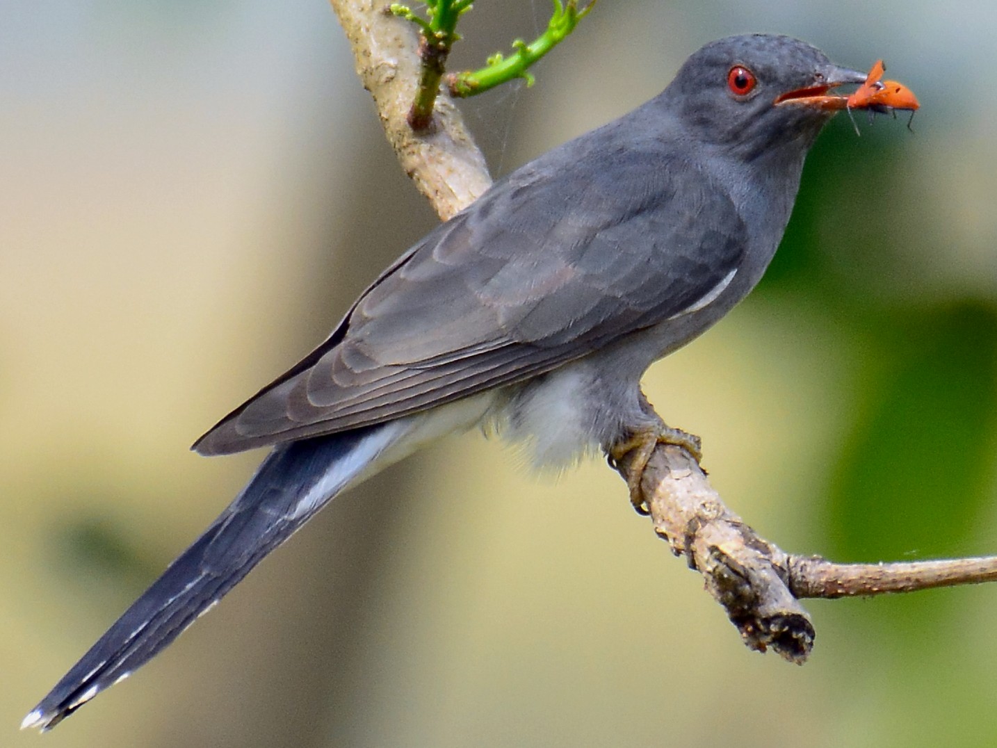 Gray-bellied Cuckoo - Aneesh Sasidevan