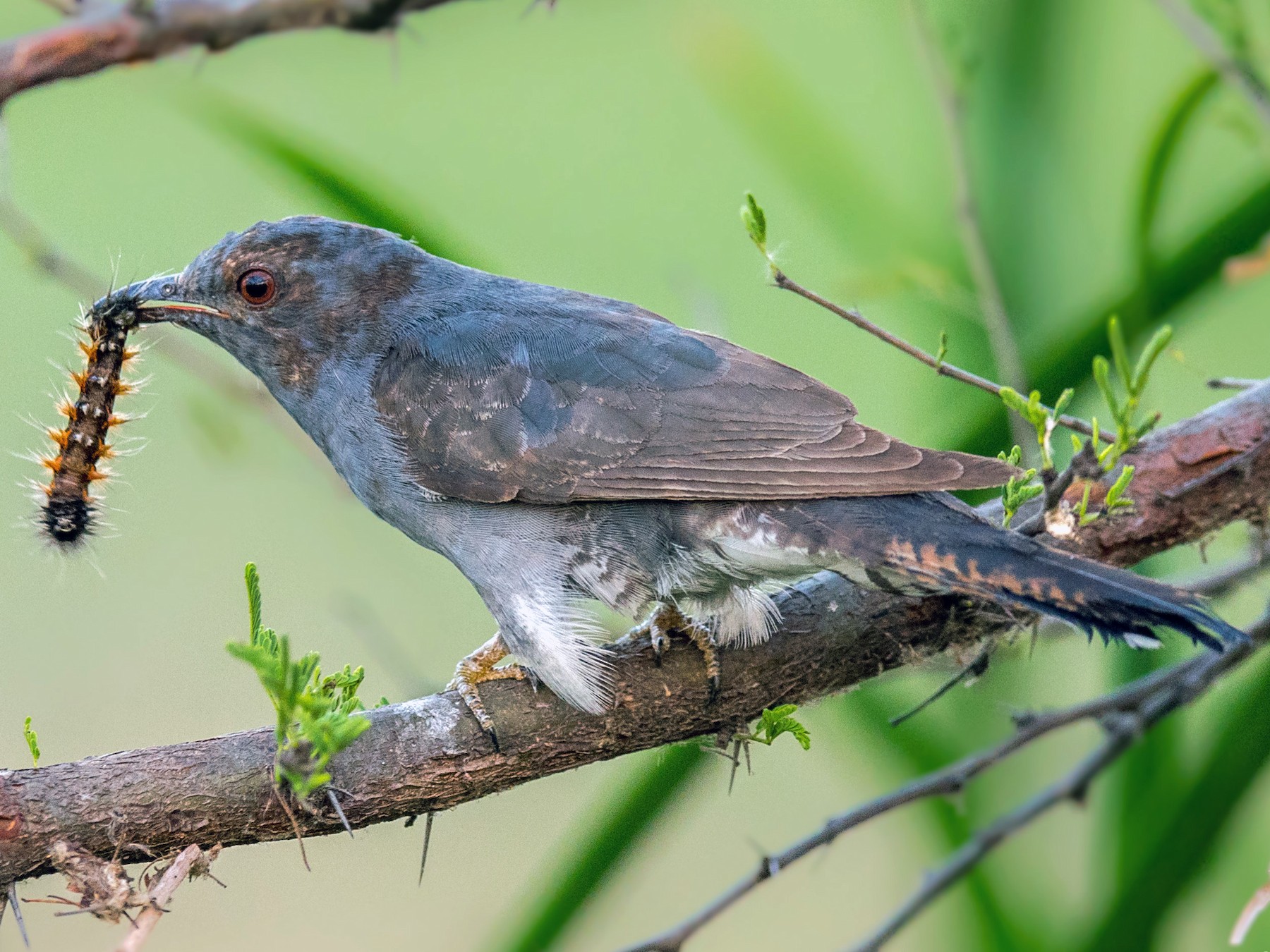 Graybellied Cuckoo eBird