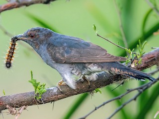 Gray-bellied Cuckoo - eBird
