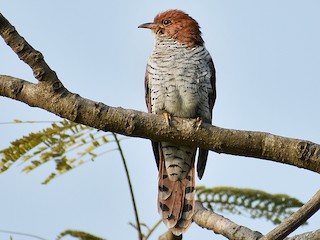 Gray-bellied Cuckoo - eBird