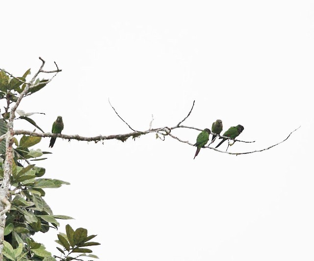 Maroon-tailed Parakeet - Tom Murray