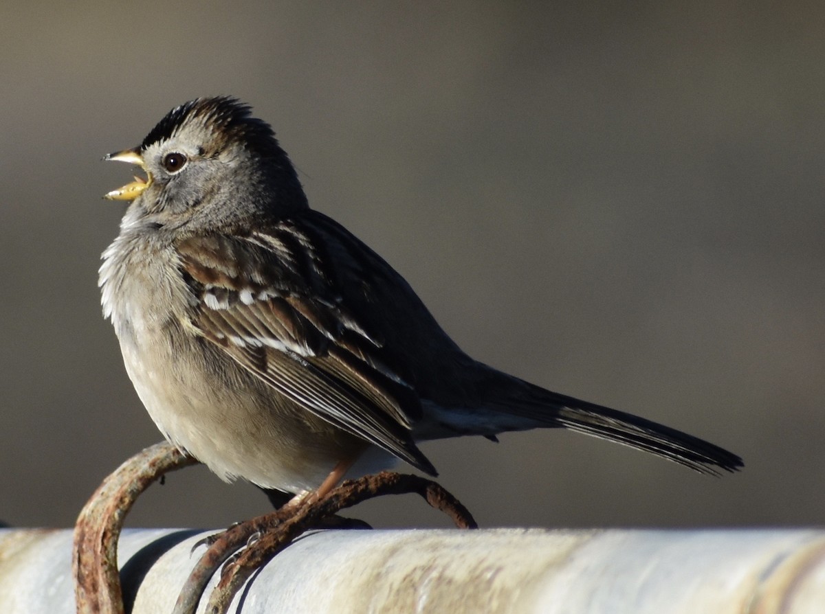 White-crowned Sparrow - ML142651991