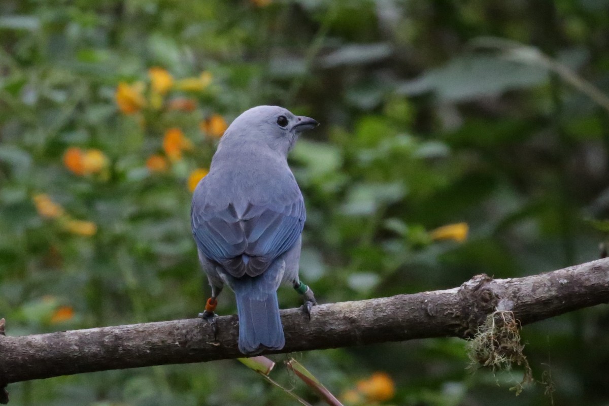 Blue-gray Tanager - ML142652881