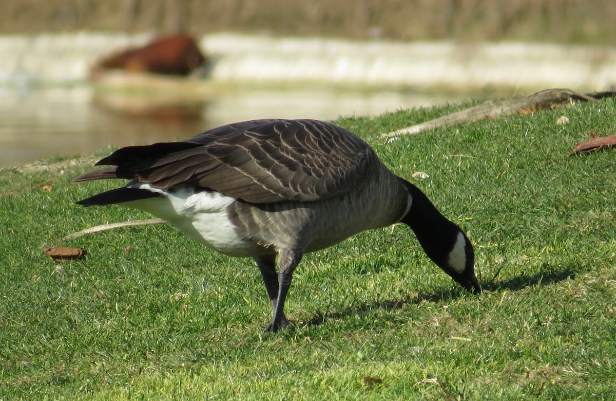 Cackling Goose (Aleutian) - ML142654211