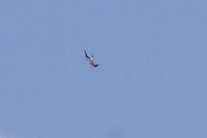 Swallow-tailed Kite - ML142657871