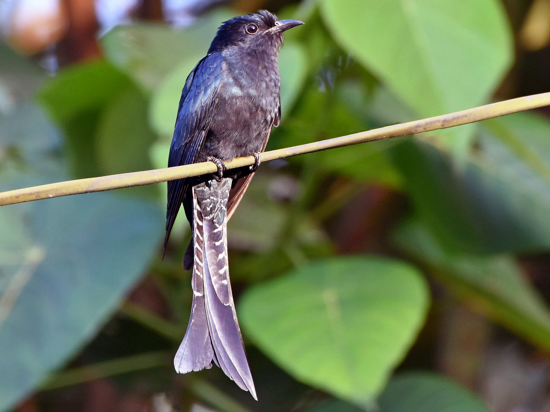 Fork-tailed Drongo-Cuckoo - Rajesh Radhakrishnan