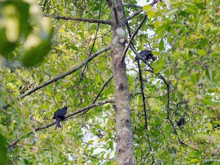  - Fork-tailed Drongo-Cuckoo