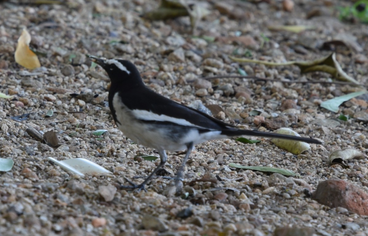 White-browed Wagtail - ML142659791