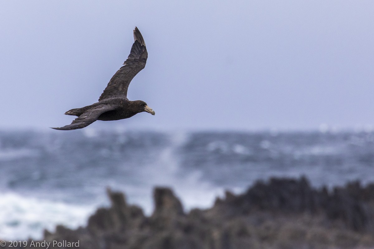 Southern Giant-Petrel - Andy Pollard / Falklands Nature