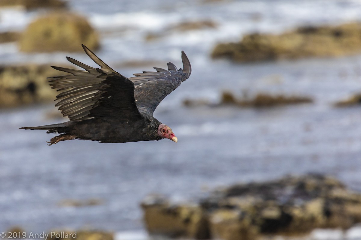 Turkey Vulture - Andy Pollard / Falklands Nature