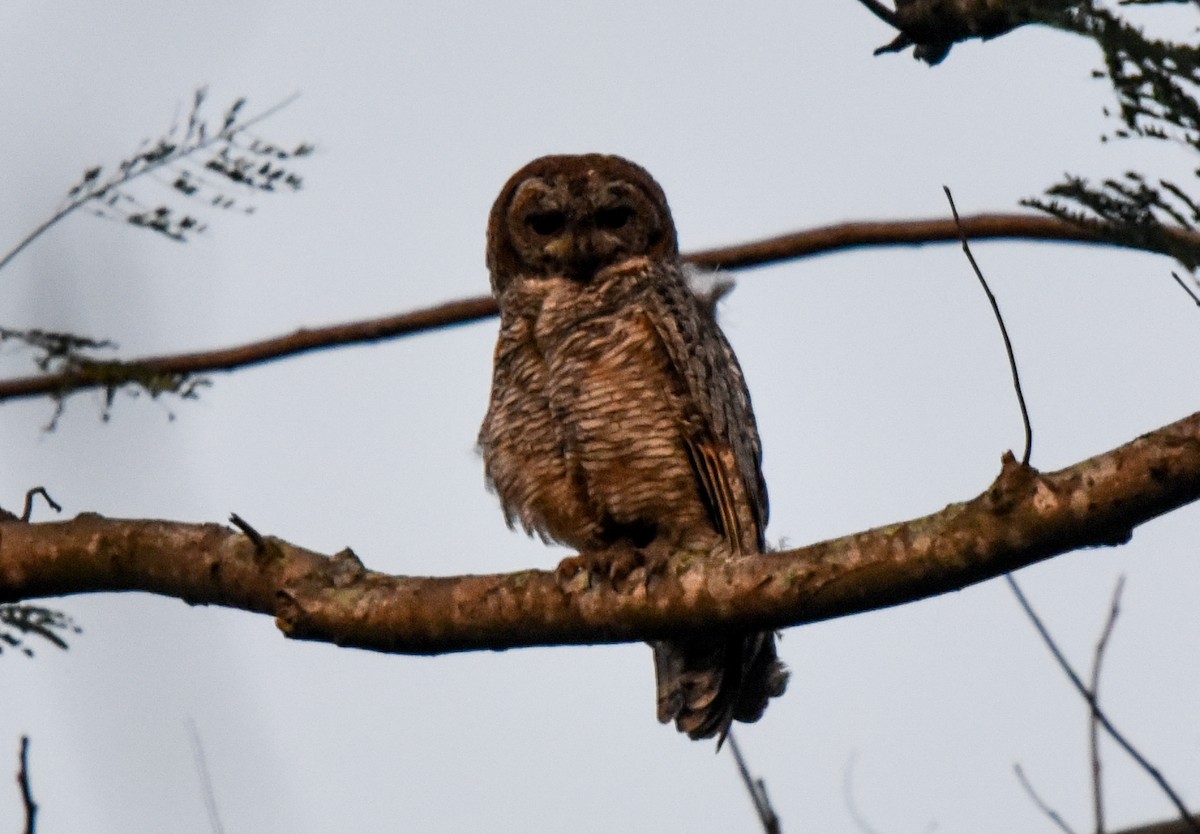 Mottled Wood-Owl - Bruce Wedderburn