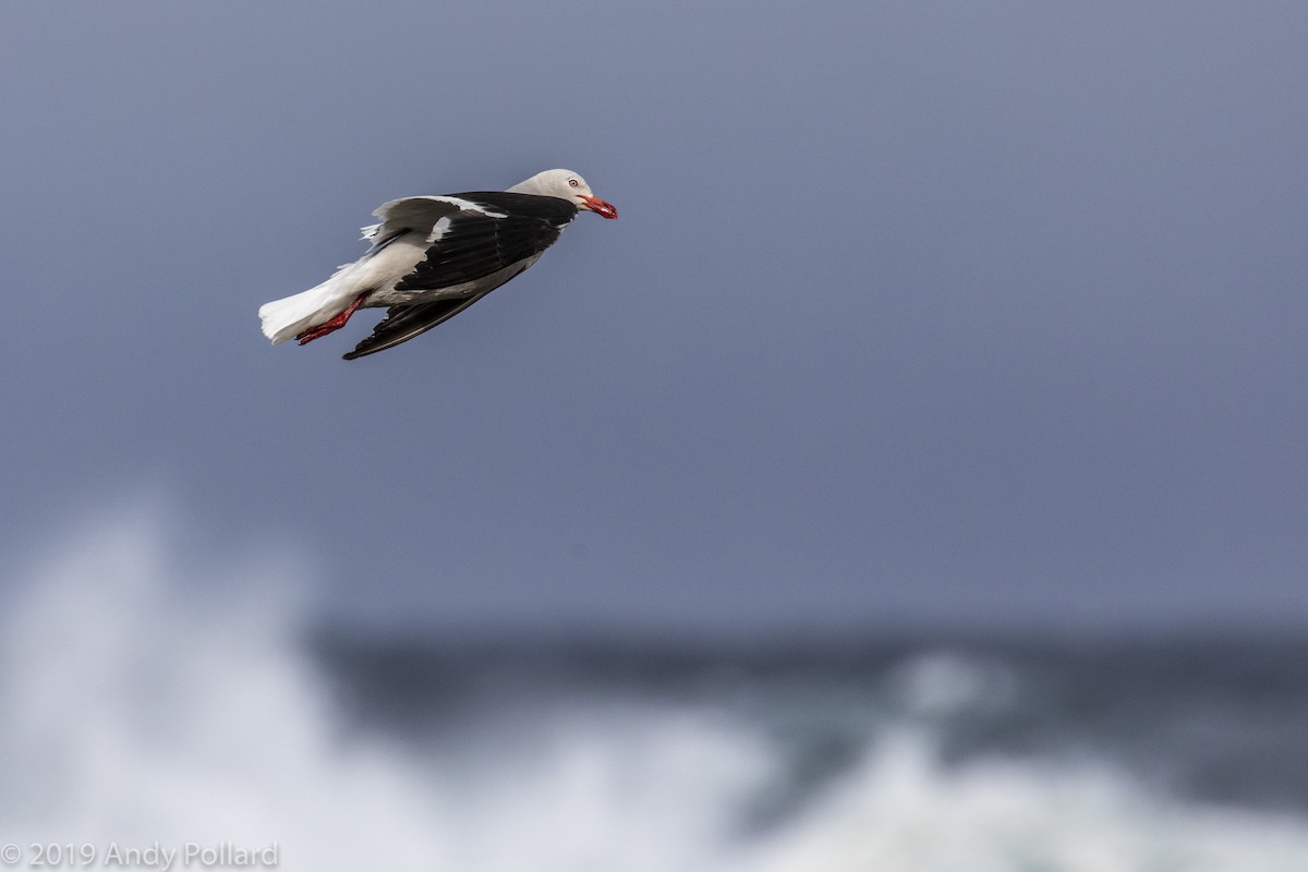 Dolphin Gull - Andy Pollard / Falklands Nature