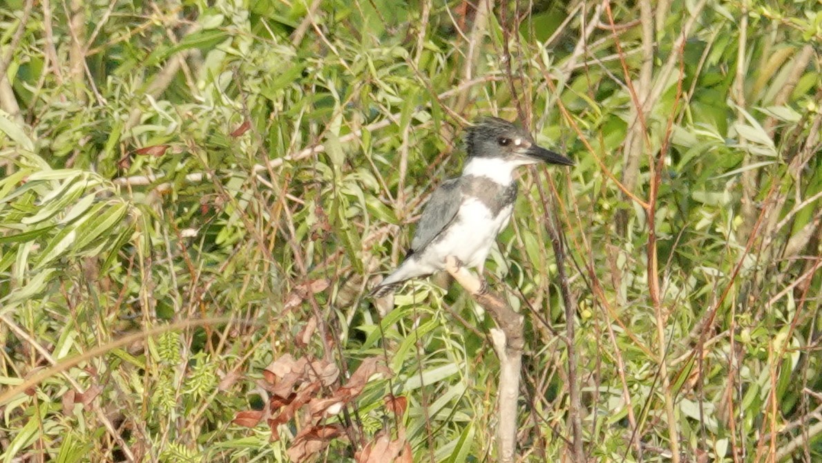Belted Kingfisher - ML142663651