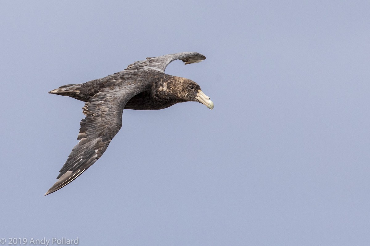 Southern Giant-Petrel - Andy Pollard / Falklands Nature