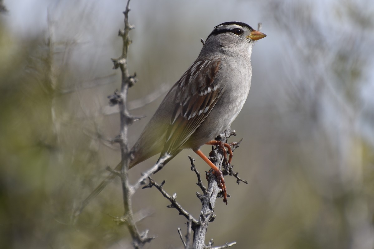 White-crowned Sparrow - Ethan Borland