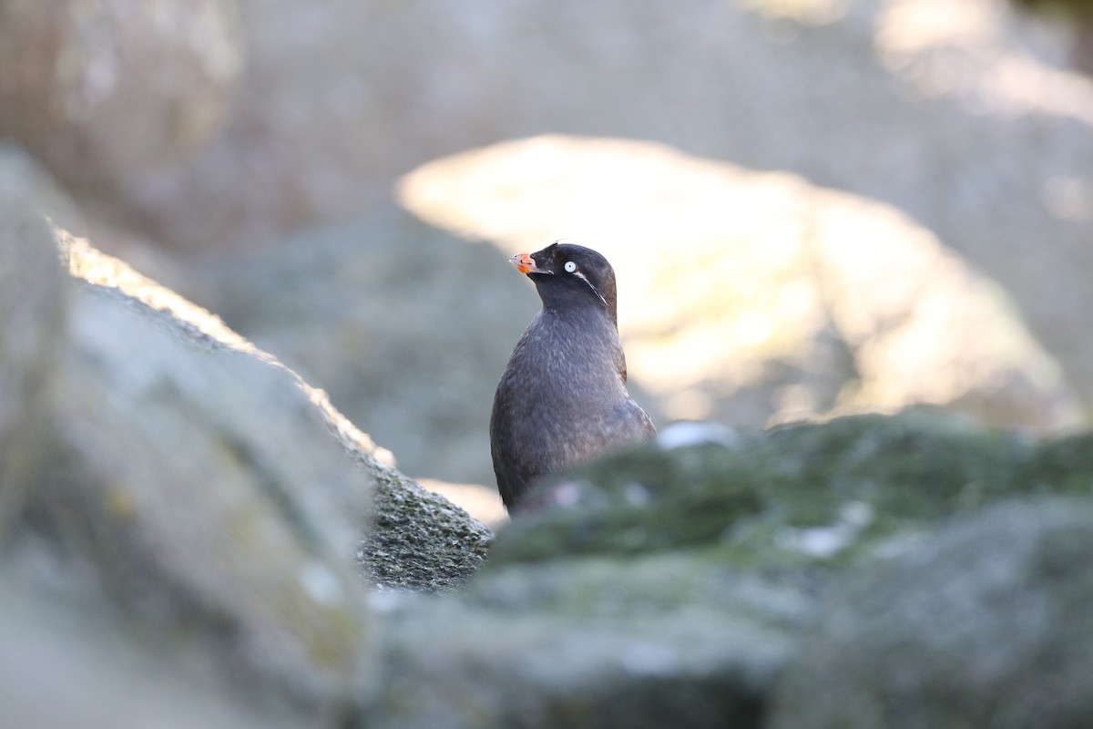Crested Auklet - ML142669801