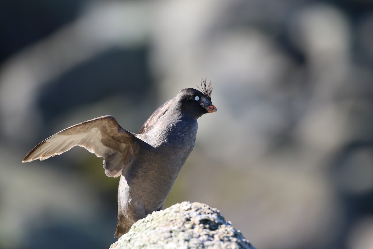 Crested Auklet - ML142670341