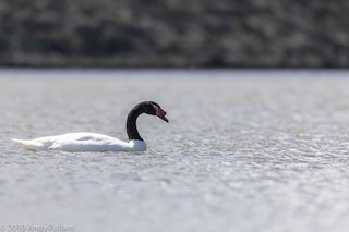 Black-necked Swan, ML142671821