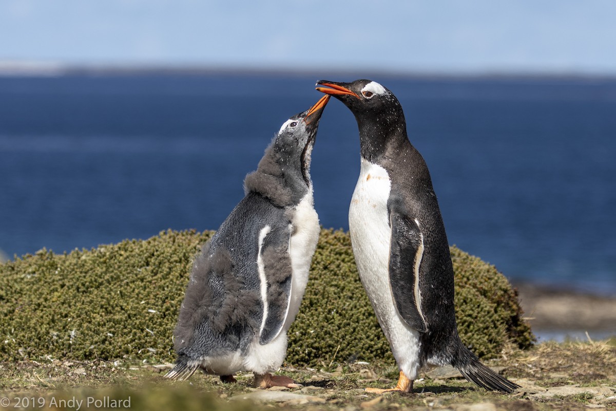 Gentoo Penguin - Andy Pollard / Falklands Nature