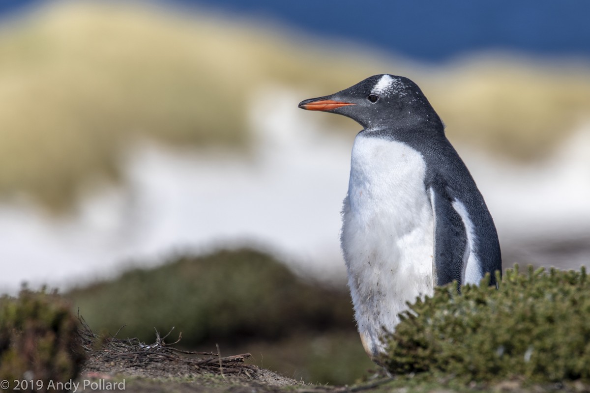 Gentoo Penguin - Andy Pollard / Falklands Nature