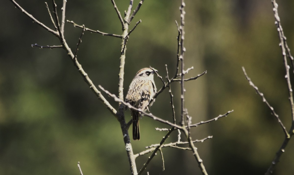 Striped Sparrow - Luis Uriel Correa Vera