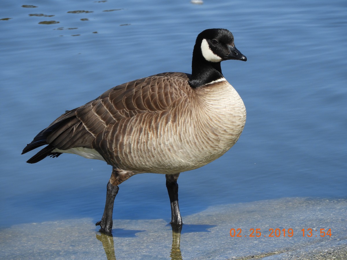 Cackling Goose (Aleutian) - ML142674161