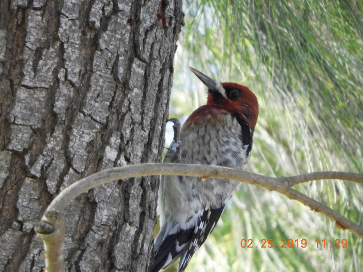 Red-breasted Sapsucker - ML142674381