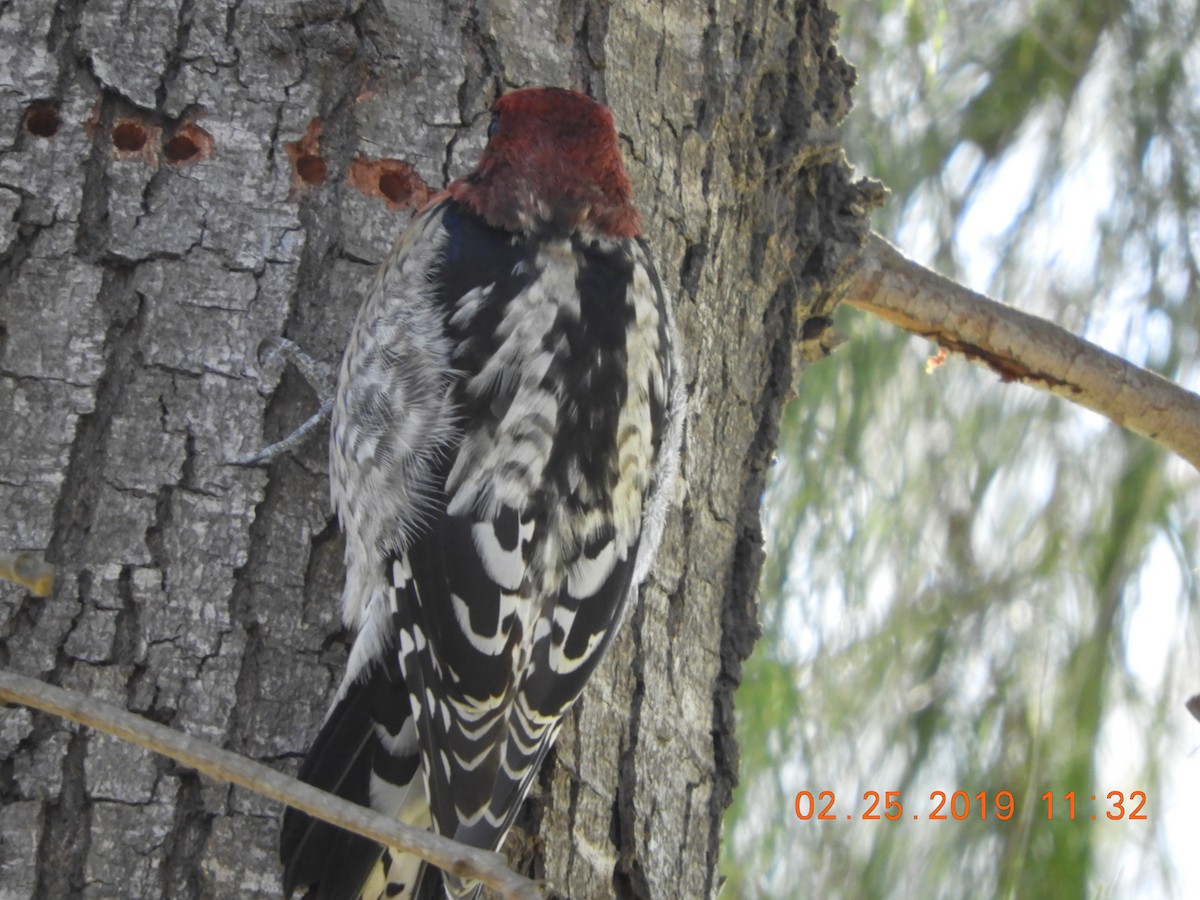 Red-breasted Sapsucker - ML142674391
