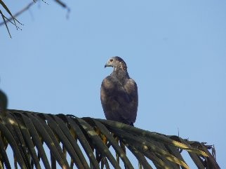 Oriental Honey-buzzard - Raju Kidoor