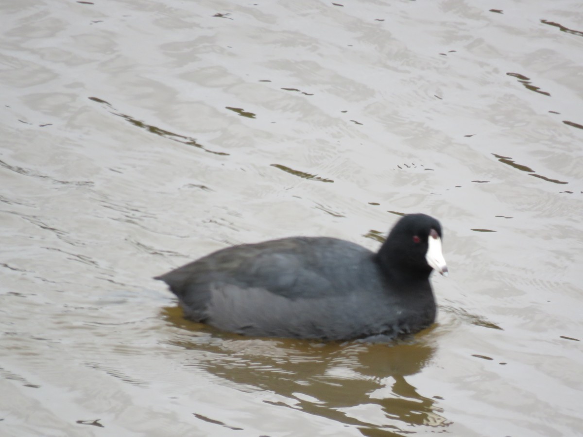 American Coot (Red-shielded) - Stephanie  Wallace