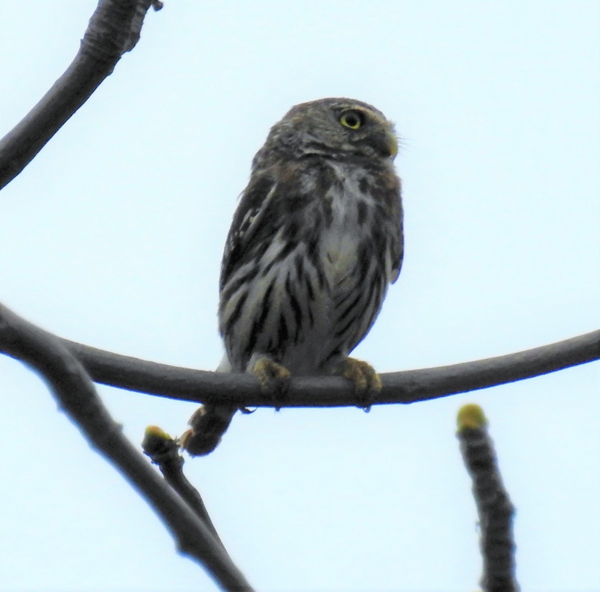 Peruvian Pygmy-Owl - John Licharson